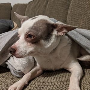 Meet your Posher, Lawson